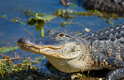 Alligator Swamp
